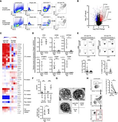 CD4+CD8+ T follicular helper cells regulate humoral immunity in chronic inflammatory lesions